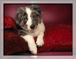 Owczarek australijski-australian shepherd