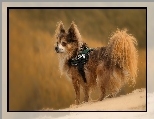 Spaniel, Papillon, Góra